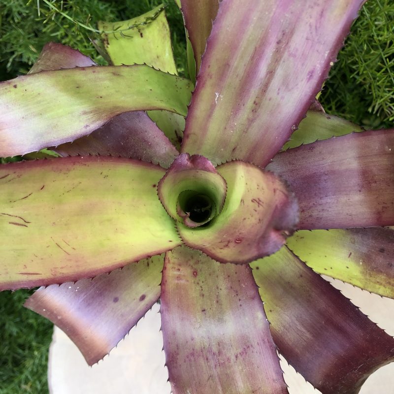 Neoregelia 'Sunday Best'