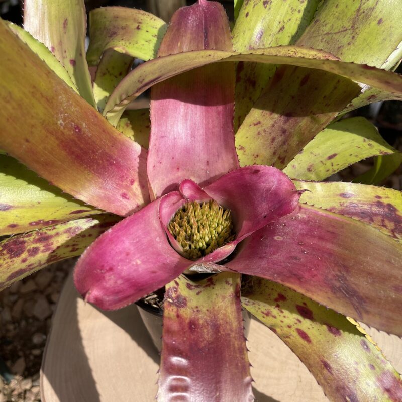 Neoregelia 'Sunday Best'
