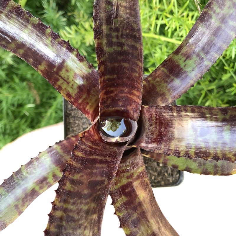 Neoregelia 'Tunisia' - Image 2