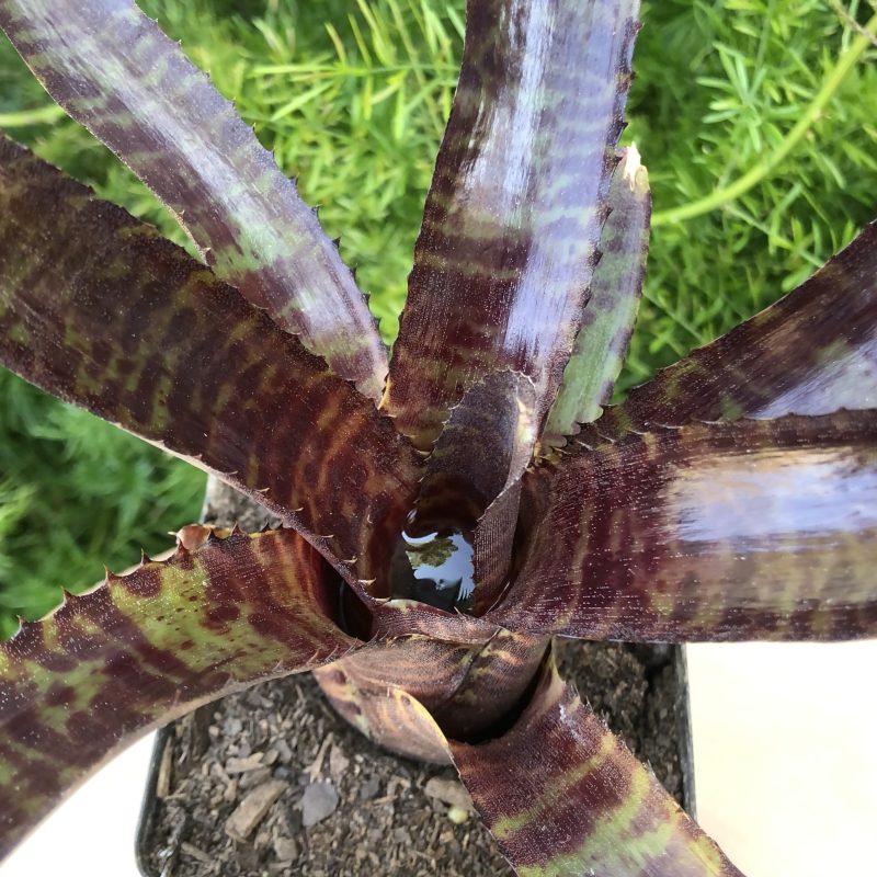 Neoregelia 'Tunisia' - Image 3