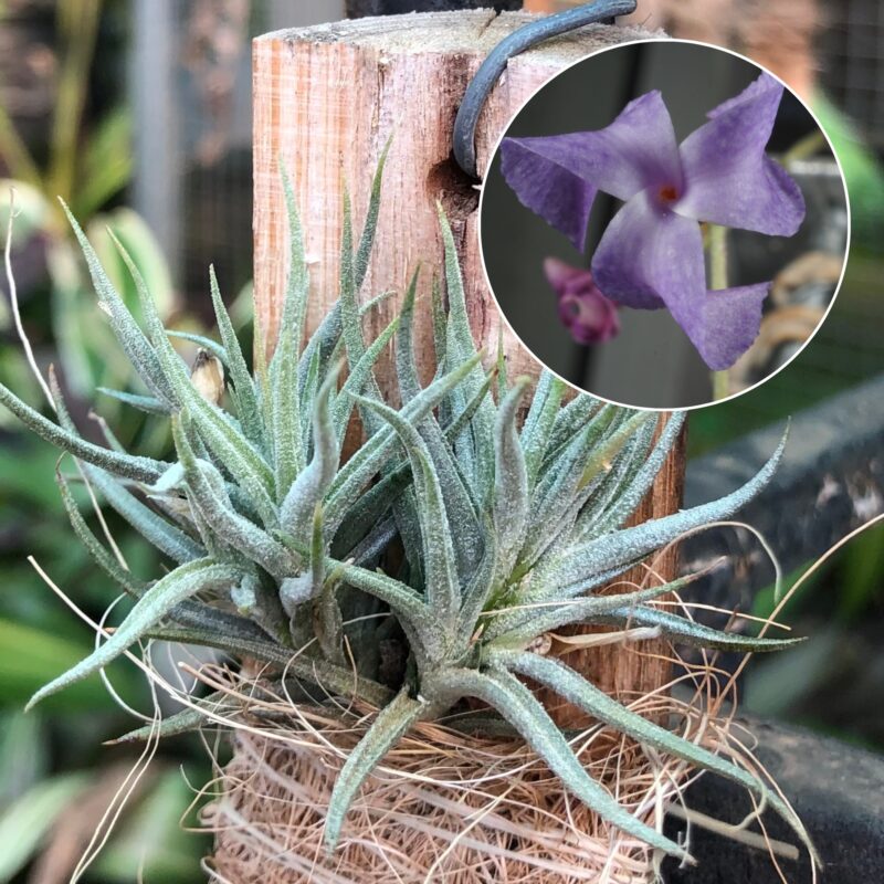 Tillandsia caerulea