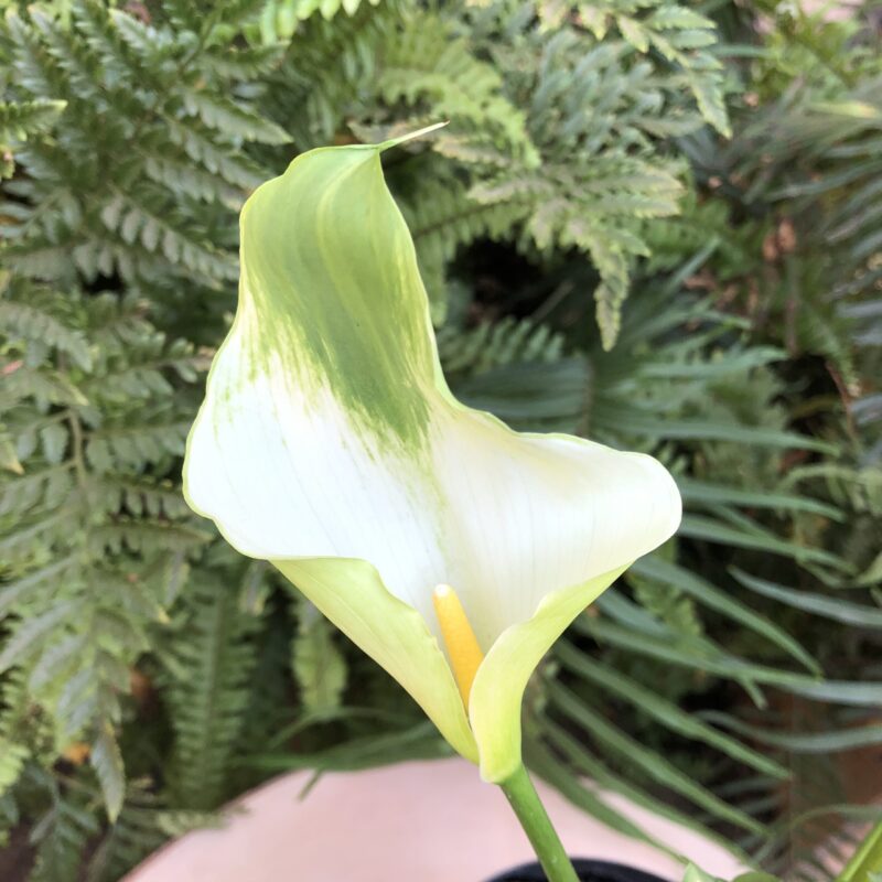 Zantedeschia 'Green Goddess'