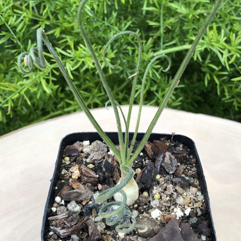 Albuca spiralis - Image 3