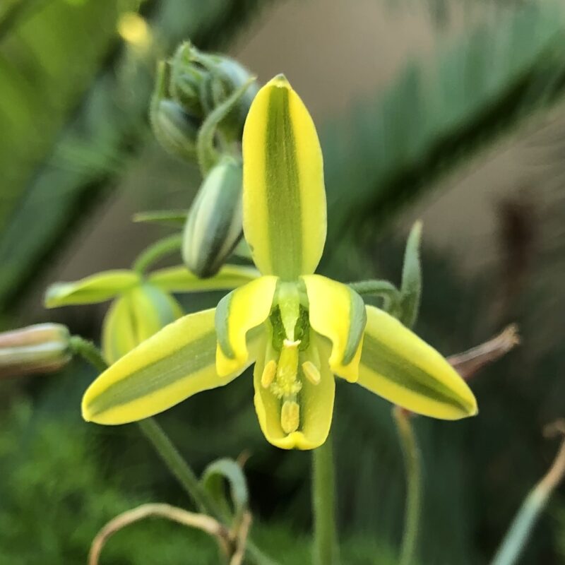 Albuca spiralis - Image 2