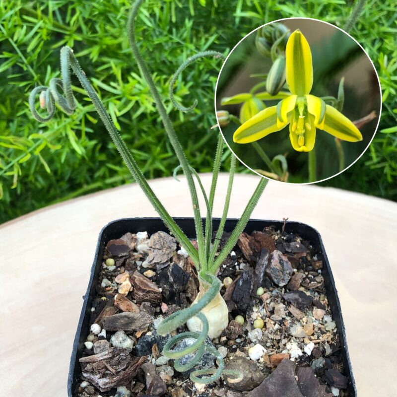 Albuca spiralis