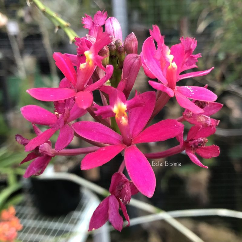 Epidendrum Pacific Wine