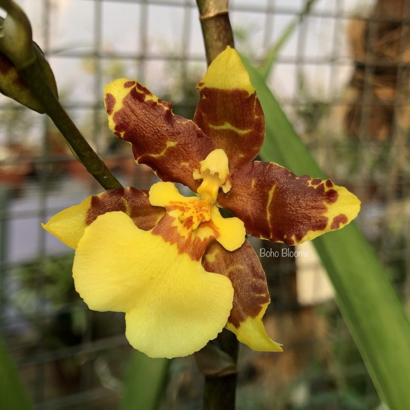 Oncidium Golden Afternoon