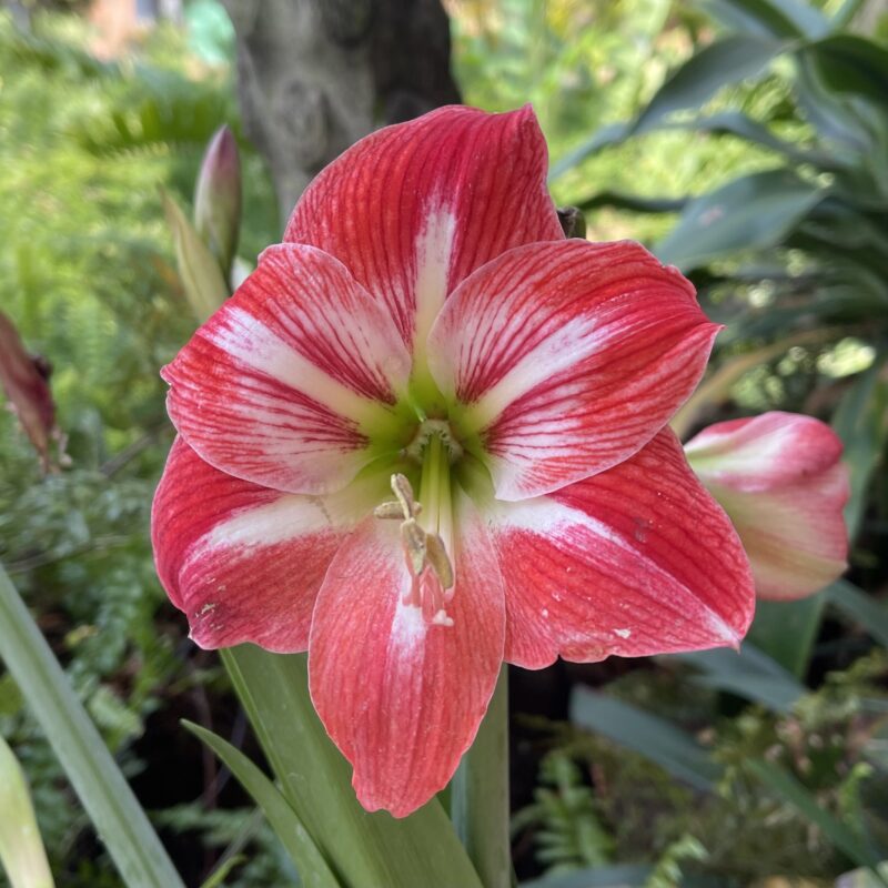 Amaryllis reginae