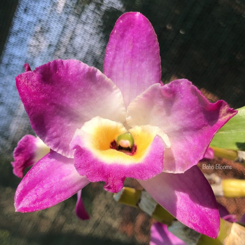 Dendrobium Momozono Princess