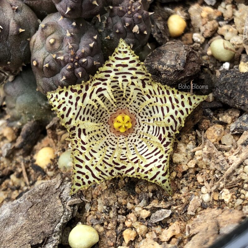 Huernia kennedyana