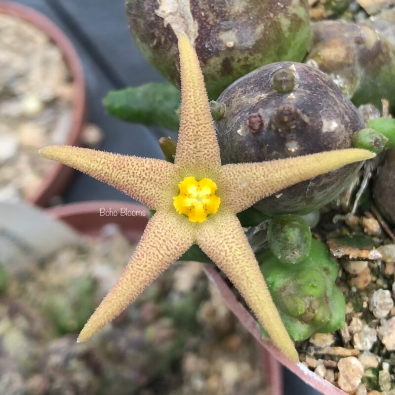 Piaranthus geminatus subsp geminatus (Studis)