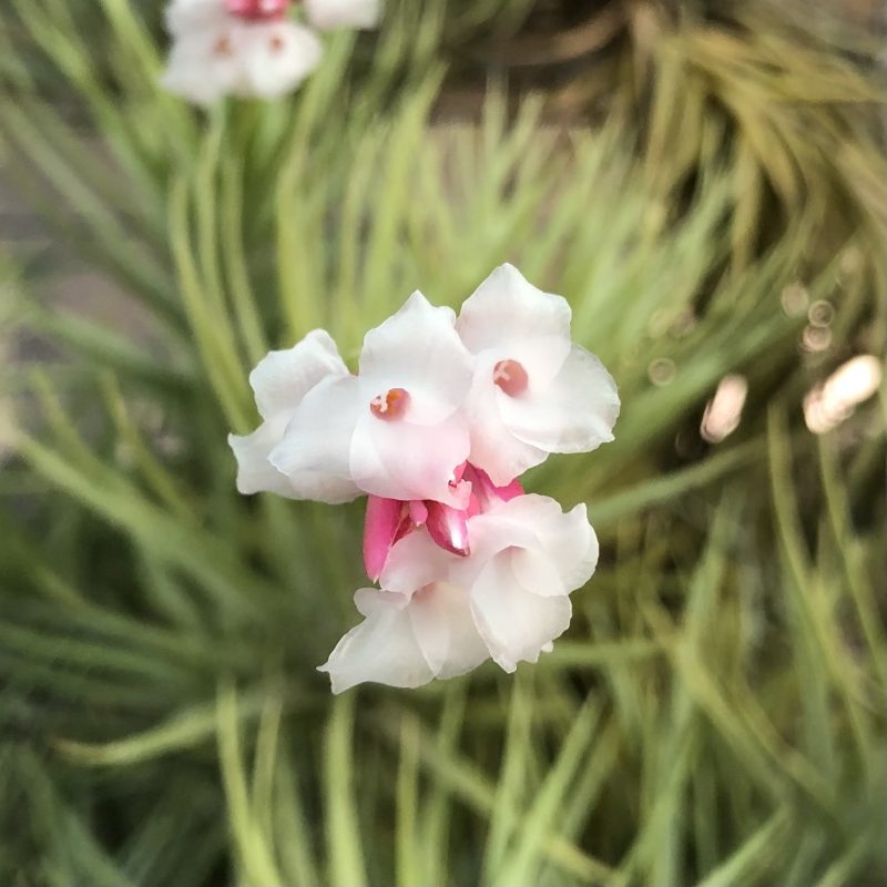 Tillandsia araujei - Image 3