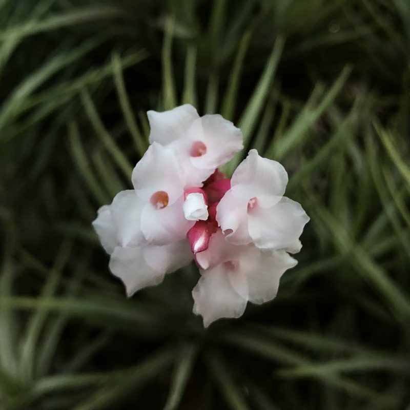 Tillandsia araujei - Image 2