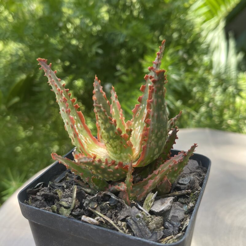 Aloe 'Cherry Bomb'