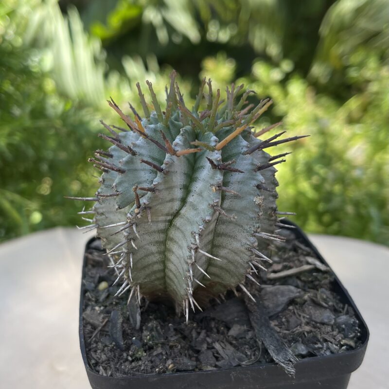 Euphorbia horrida 'Alba'