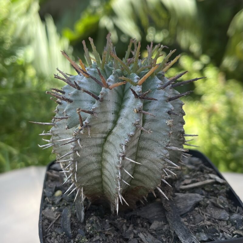 Euphorbia horrida 'Alba' - Image 2