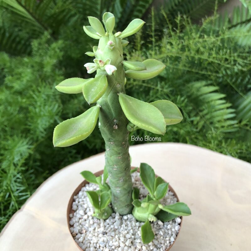 Euphorbia lugardiae
