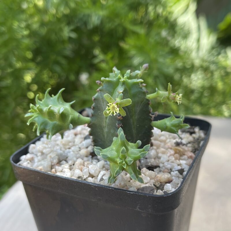 Euphorbia tubiglans