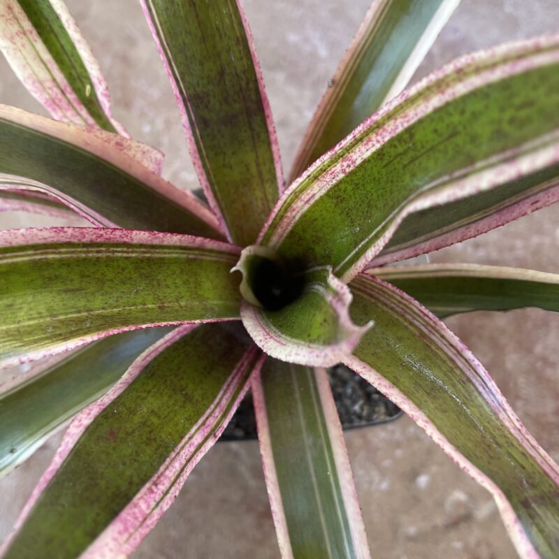 Neoregelia 'Aquarius'