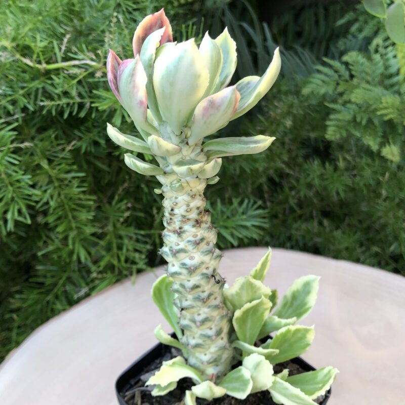 Euphorbia stapelioides 'Variegata'