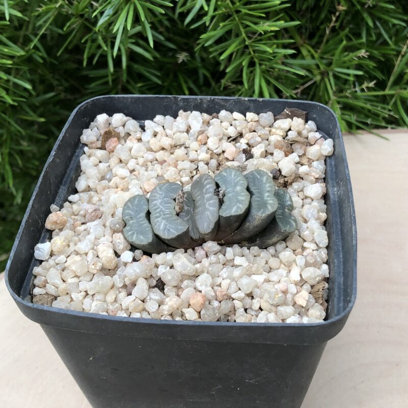 Haworthia truncata var truncata (Perdetande)