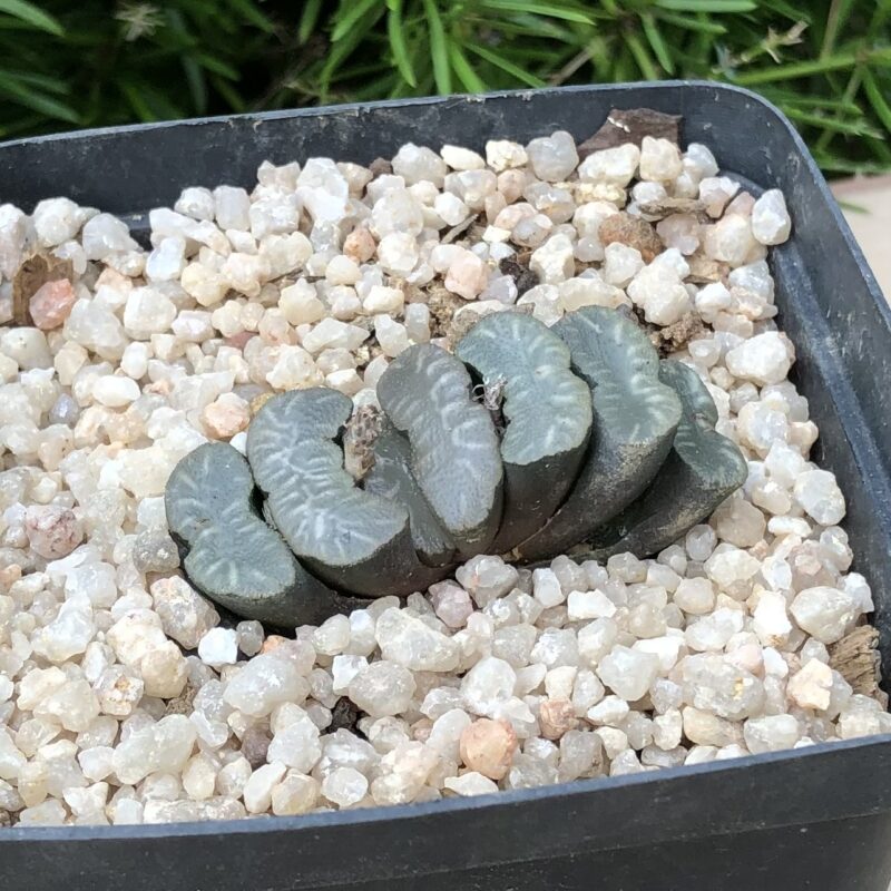 Haworthia truncata var truncata (Perdetande) - Image 2