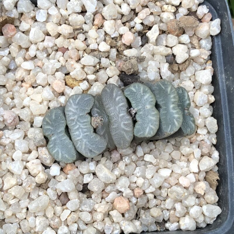 Haworthia truncata var truncata (Perdetande) - Image 3