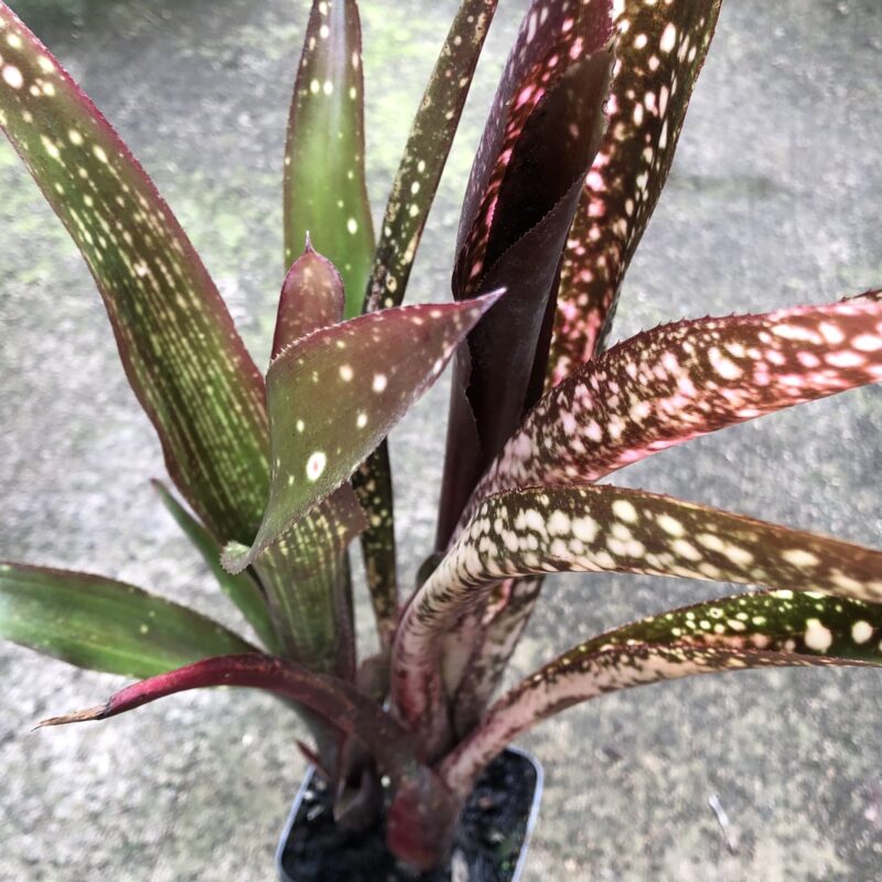 Billbergia 'Delicioso'