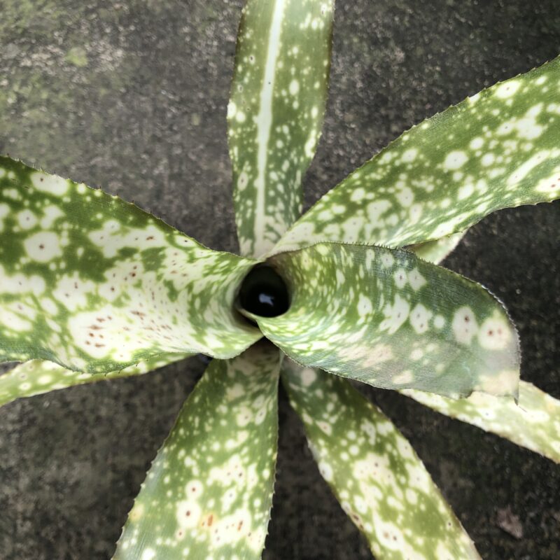 Billbergia 'Fantasia'