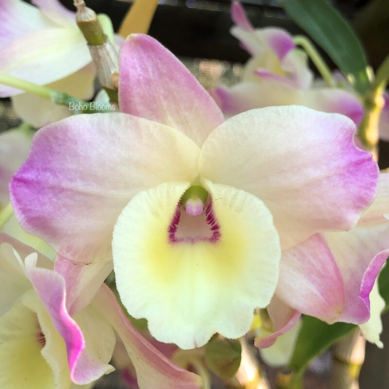 Dendrobium Fuji ‘Snow’ x Dwarf Pinky