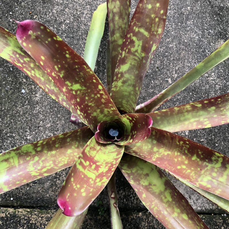Neoregelia marmorata