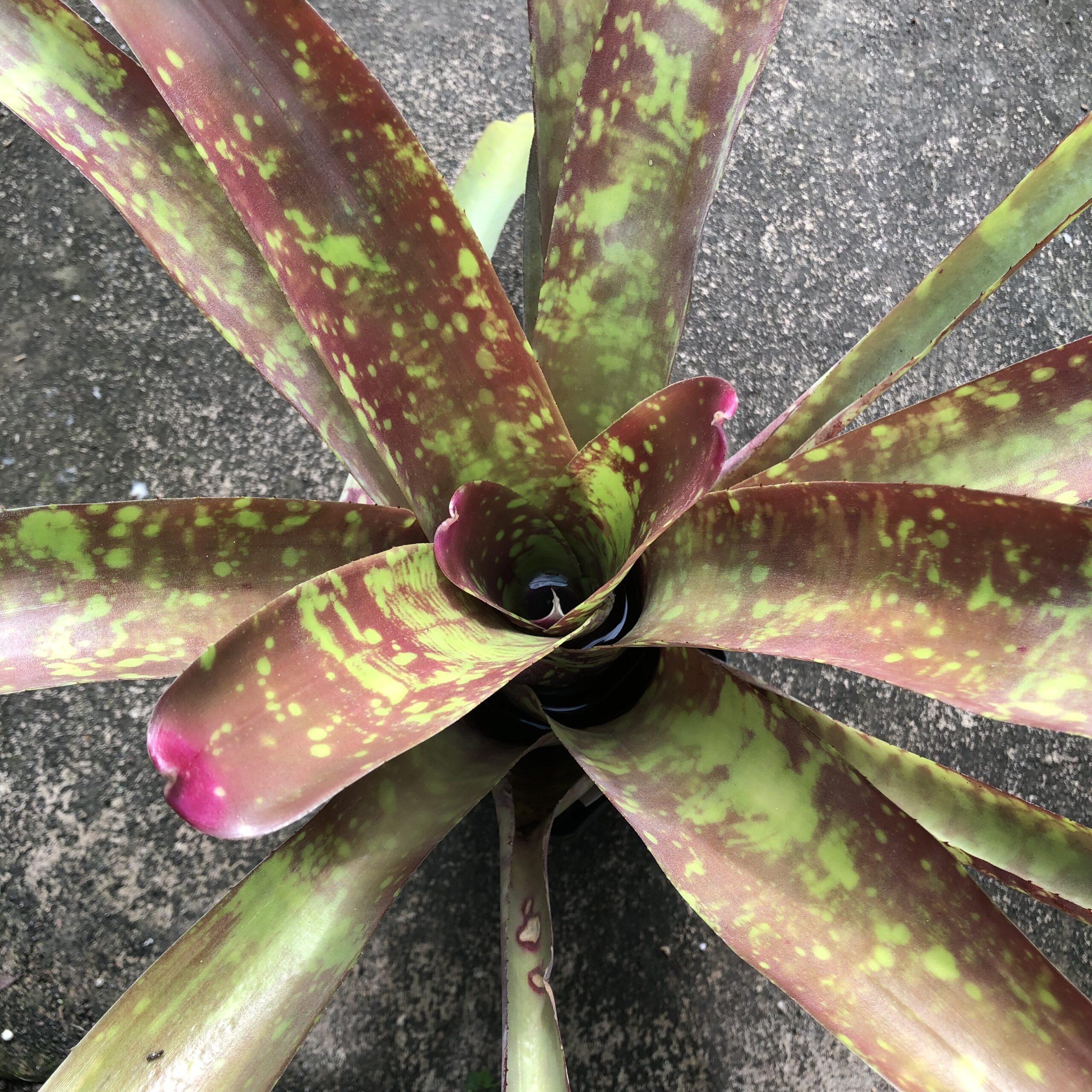 Neoregelia marmorata - Image 2