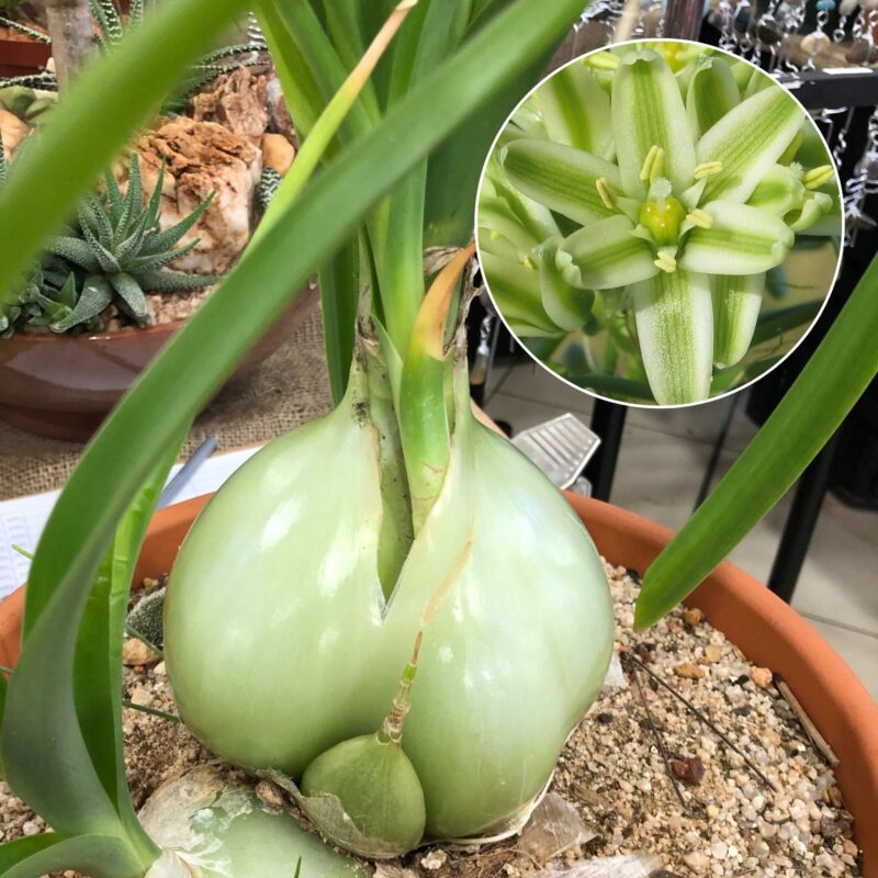 Albuca bracteata (Pregnant Onion)