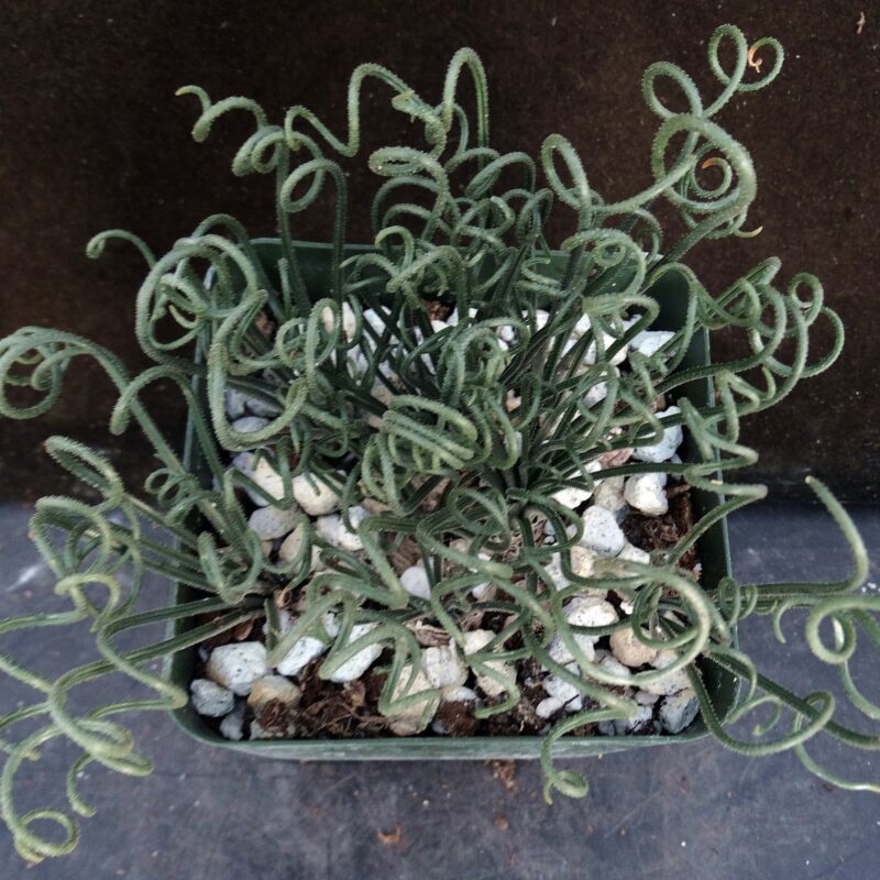Albuca foetida