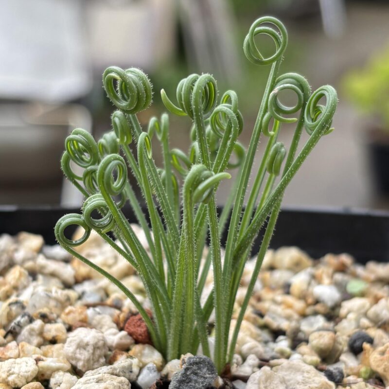Albuca namaquensis