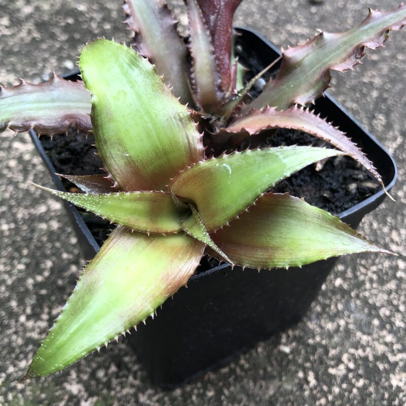 Cryptanthus 'Cascade'