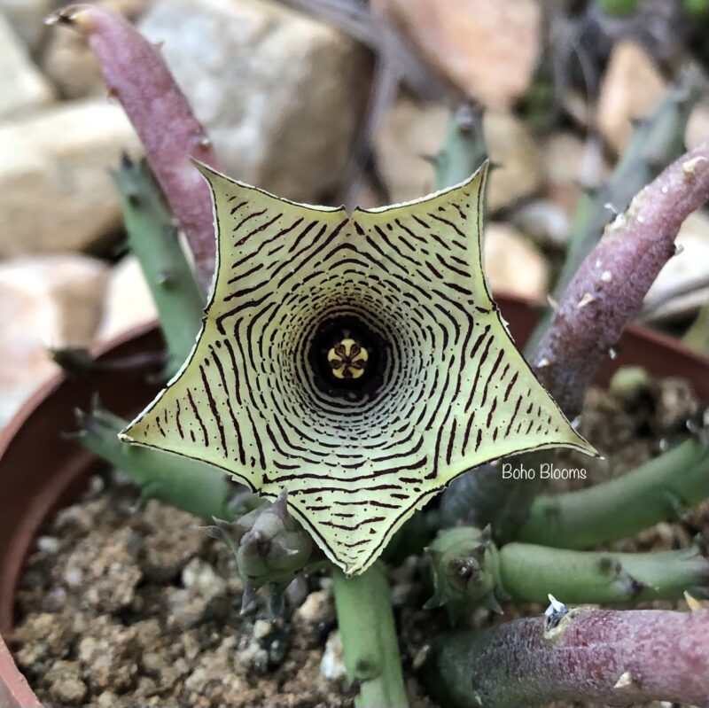 Huernia leachii