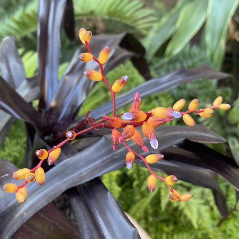 Aechmea 'Puerto Rico Black'
