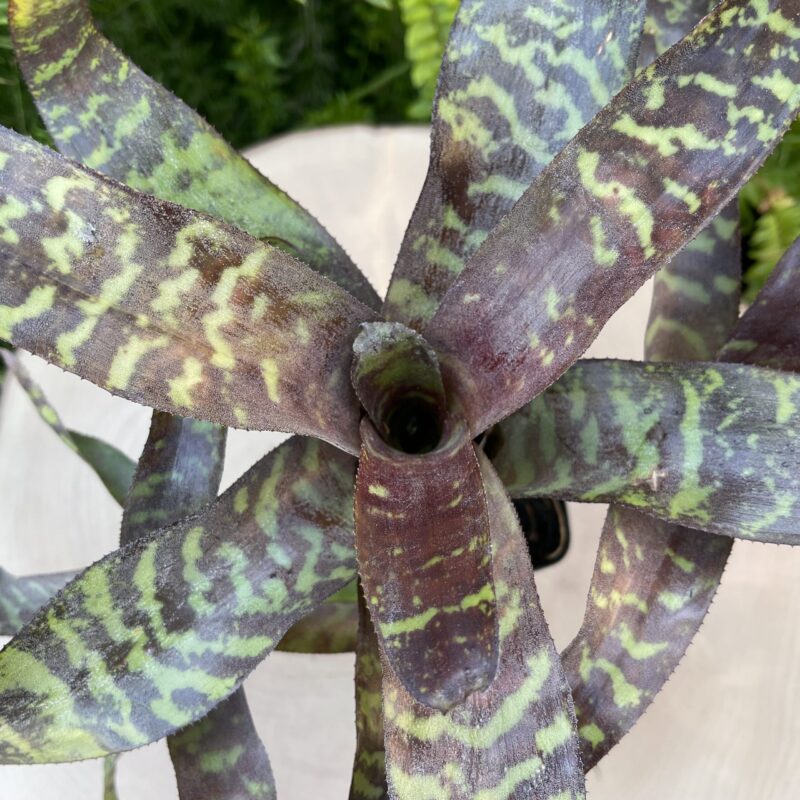 Canistropsis seidelianum