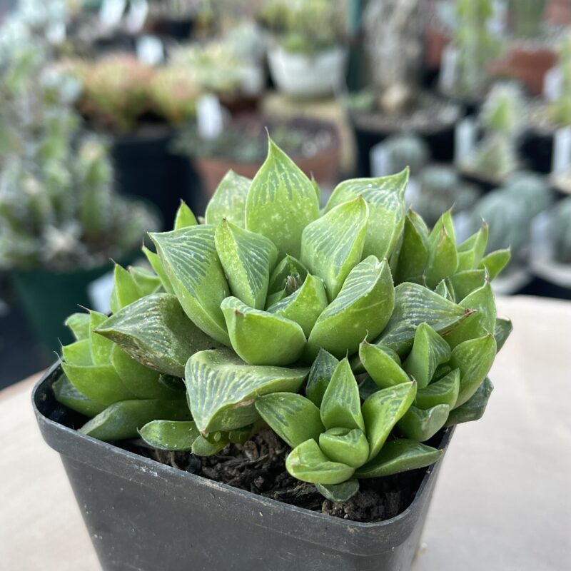 Haworthia mutica var nigra (Kransriviermond)