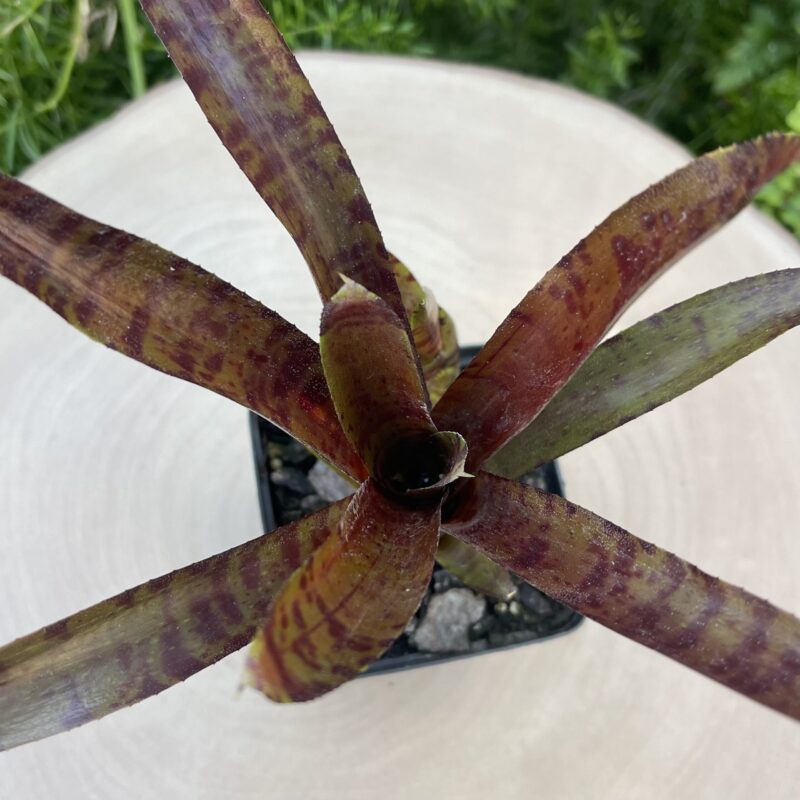 Neoregelia 'Bam!'