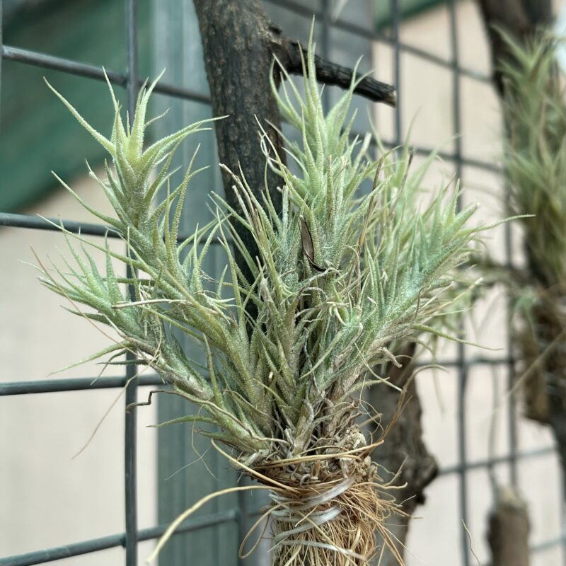 Tillandsia tricholepsis