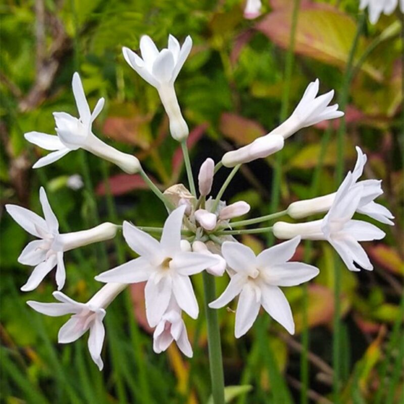 Tulbaghia violacea 'White'