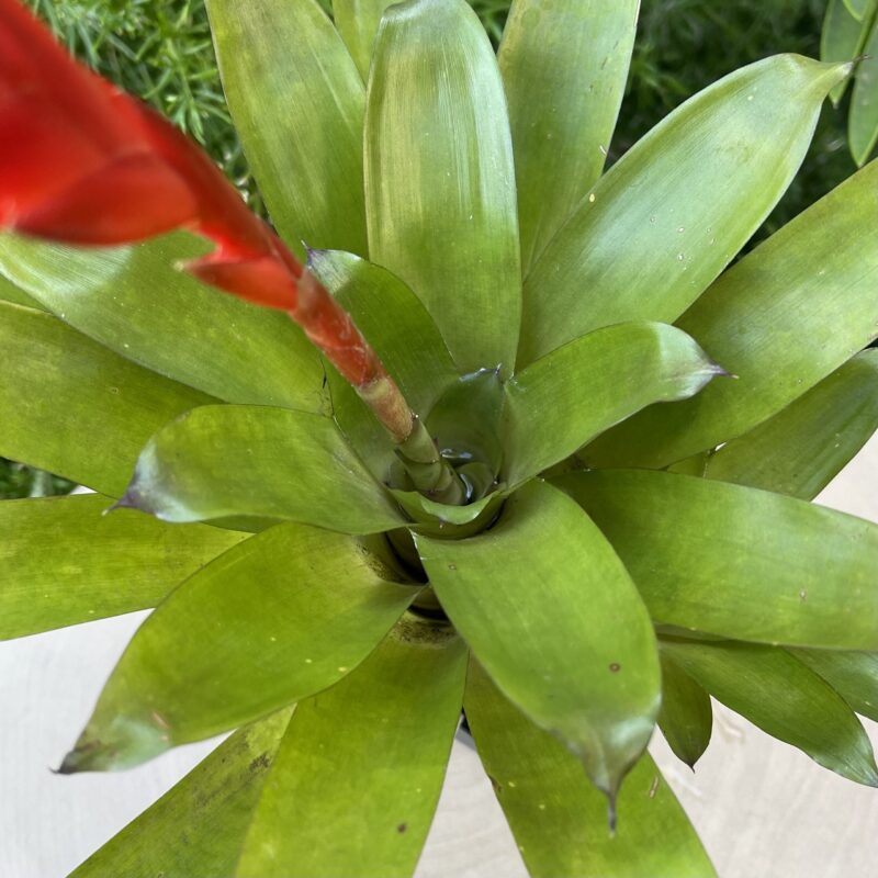 Vriesea Christiane