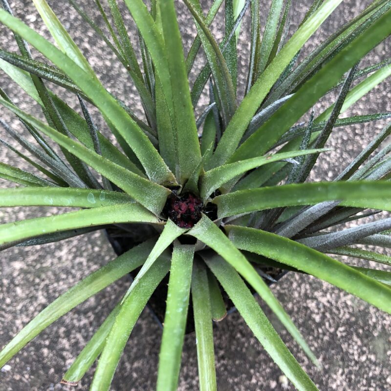 Aechmea recurvata var. recurvata
