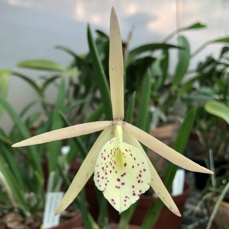 Brassocattleya Yellow Bird 'Tigertail' AM/AOS