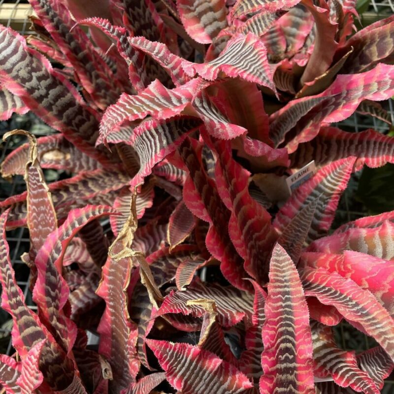 Cryptanthus 'Elaine'