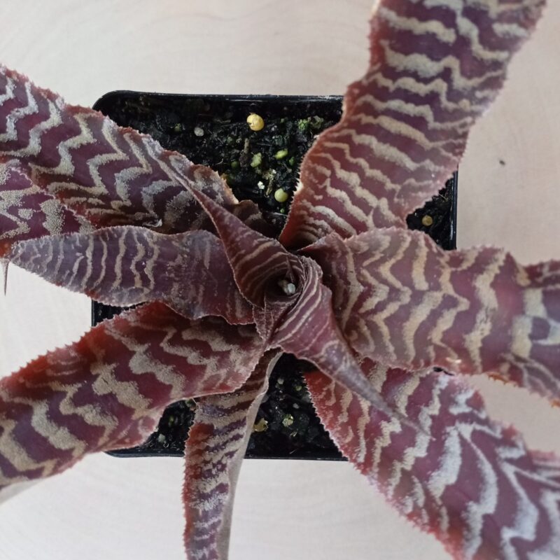 Cryptanthus 'Racinae'