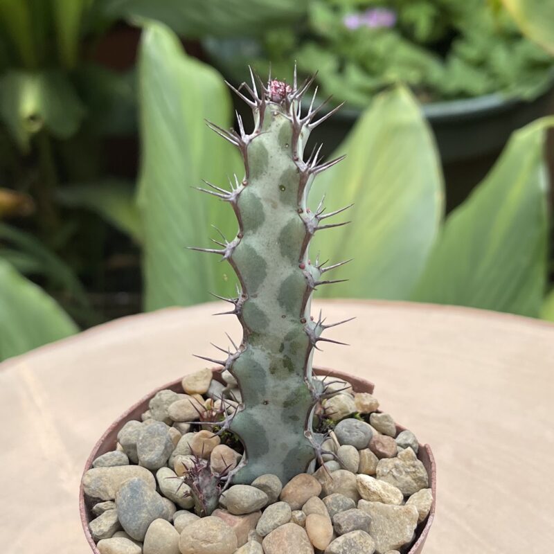 Euphorbia greenwayi