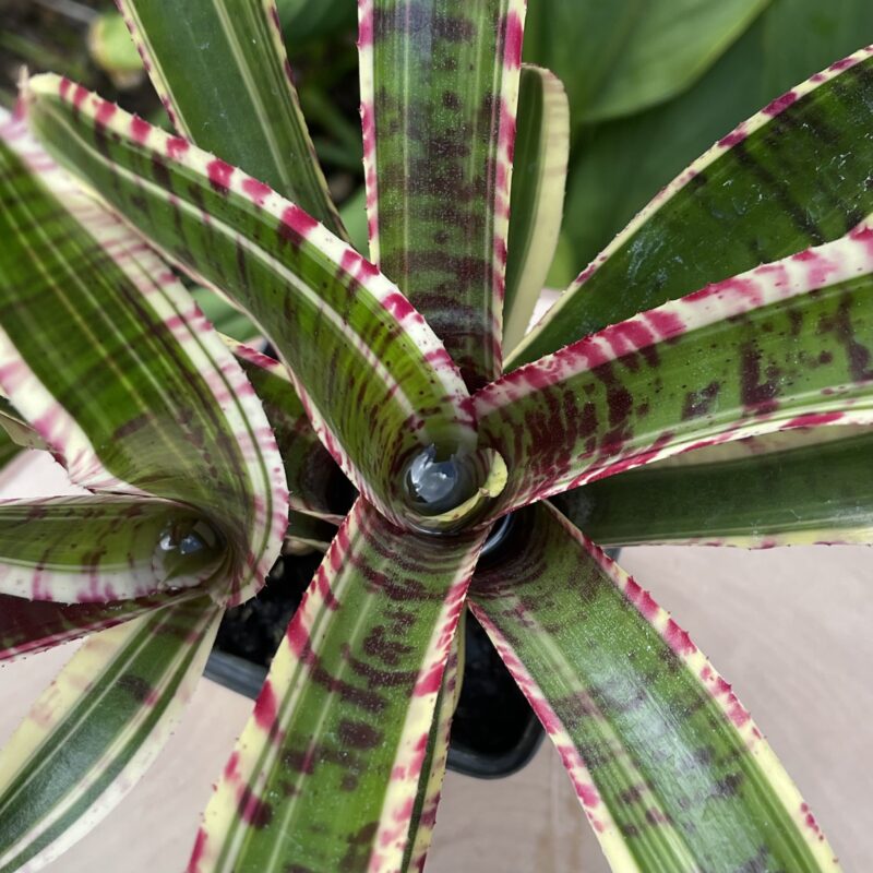 Neoregelia 'Groucho'